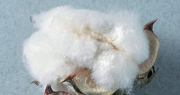 Włókno bawełny zbudowane jest z polisacharydu (celulozy)