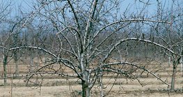 Сливовое дерево