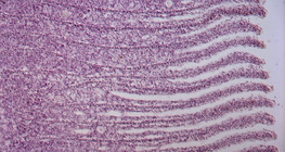 어류 아가미의 횡단면