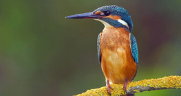 Common kingfisher