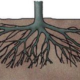 Разветвлённая корневая система сливового дерева