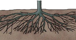 Разветвлённая корневая система сливового дерева