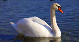 Łabędź