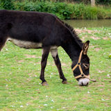 Donkey