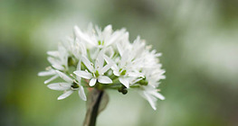 Wild garlic