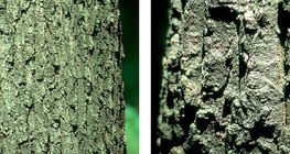 Kora dębu bezszypułkowego i dębu burgundzkiego