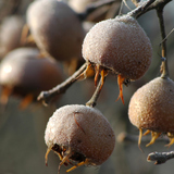 Nieszpułka zwyczajna