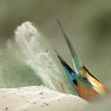 European bee-eater taking a dustbath
