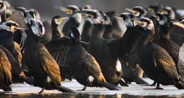 Cormorants