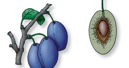 Продольный разрез плода (однокостянки) сливового дерева