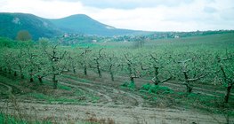 Wiosenny sad z jabłoniami