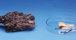 나무는 천천히 썪지만 빠르게 타올라요