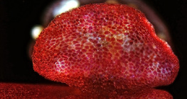 Mirabilis pollen sack, opened (optical microscope)