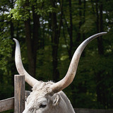 Hungarian grey cattle