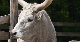 Hungarian grey cattle
