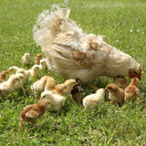 Kura i jej pisklęta