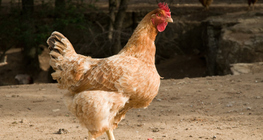 Hen