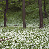 Wild garlic