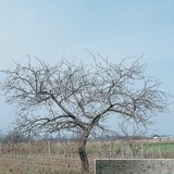 Яблоня и её кора