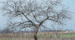 Яблоня и её кора