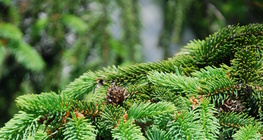 Pine tree