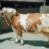 Cattle