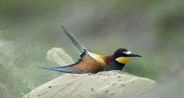 ヨーロピアン・ビー・イーター・ダスト・バス