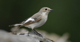 European pied flycatcher