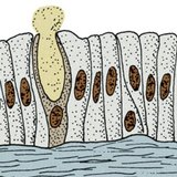 Gruczoł jednokomórkowy