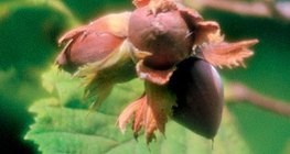 Owoc leszczyny (tzw. orzech laskowy)