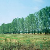 Горски пояс за спиране на ветровете и пясъка
