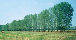 Лесозащитная полоса для закрепления песков