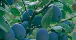 Сливовое дерево