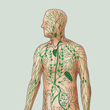 The lymphatic system