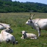 Hungarian grey cattle