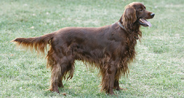 Irish Setter