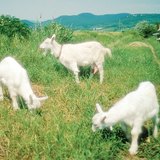 Domestic goats