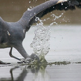 氷上での鳥の釣り