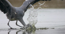 氷上での鳥の釣り