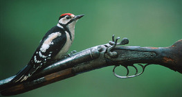 Middle spotted woodpecker on an old rifle
