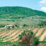 Возделывание почвы параллельно склону увеличивает эрозию