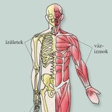 A mozgás aktív és passzív szervei
