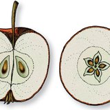 苹果的横纵截面