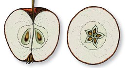 Продольное и поперечное сечение яблока