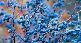 Owoc tarniny (pestkowiec)