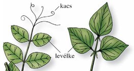 A bab és a borsó levelének összehasonlítása