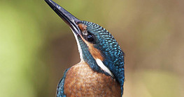 Common kingfisher