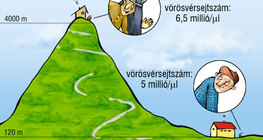A vörösvérsejtszám változásai