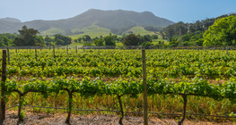 Winnica, Republika Południowej Afryki