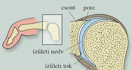 Ízület